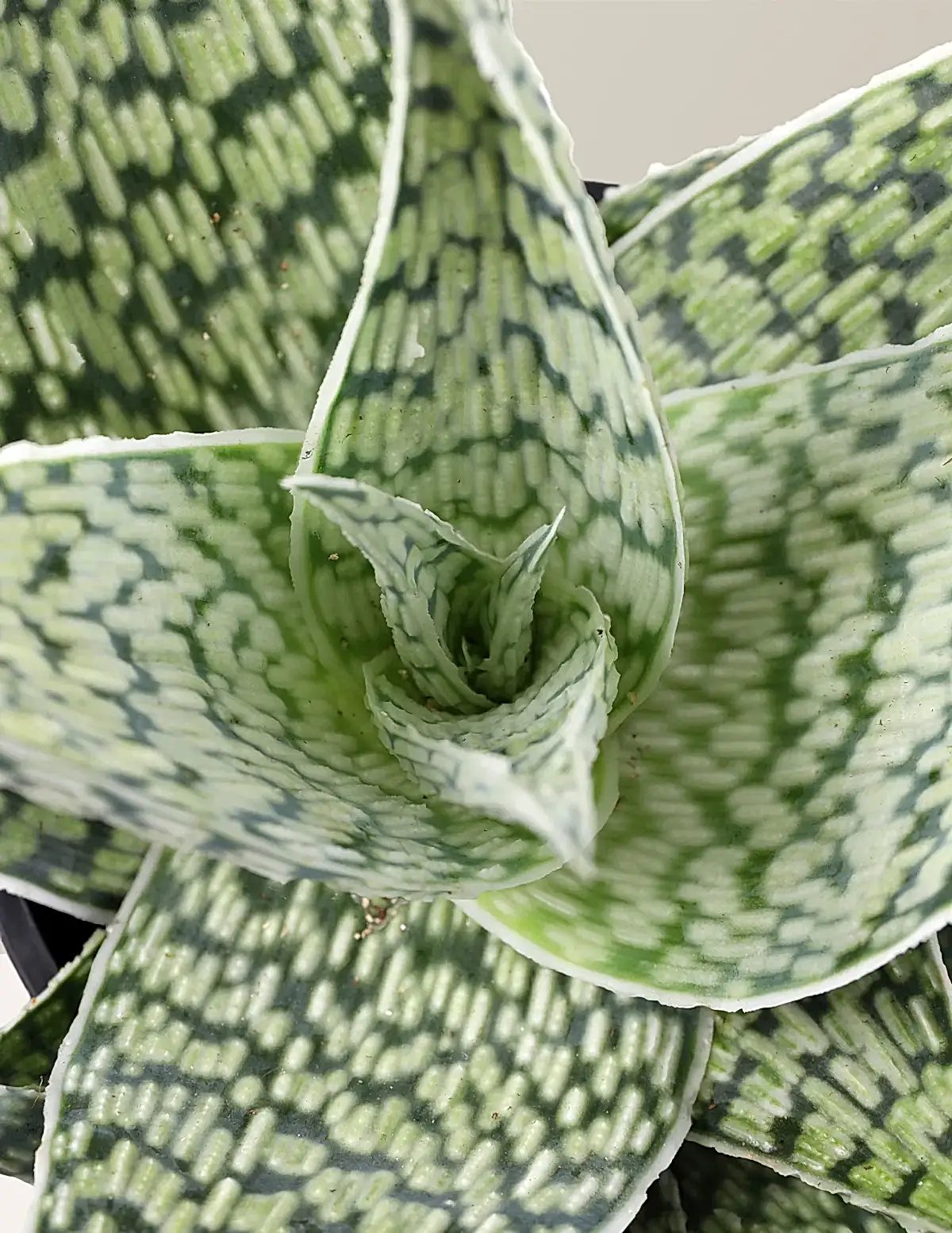 Aloe 'Delta Lights'