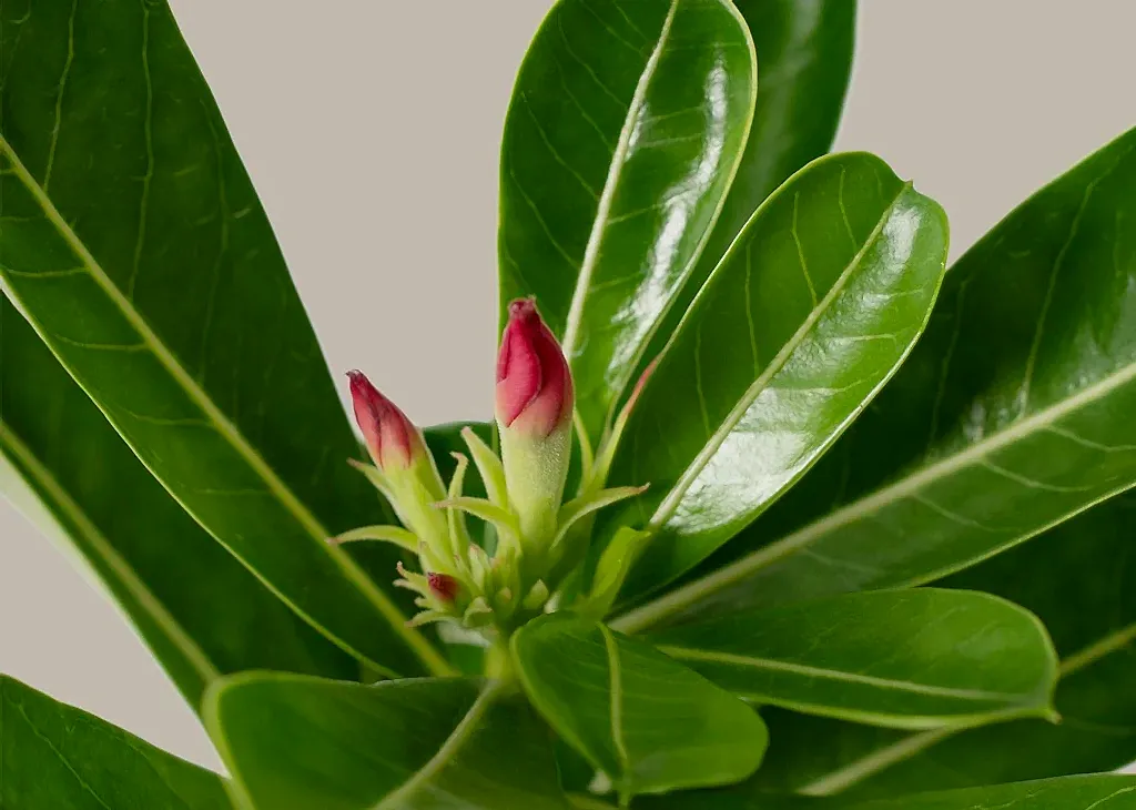 Desert Rose