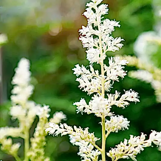 Deutschland Astilbe