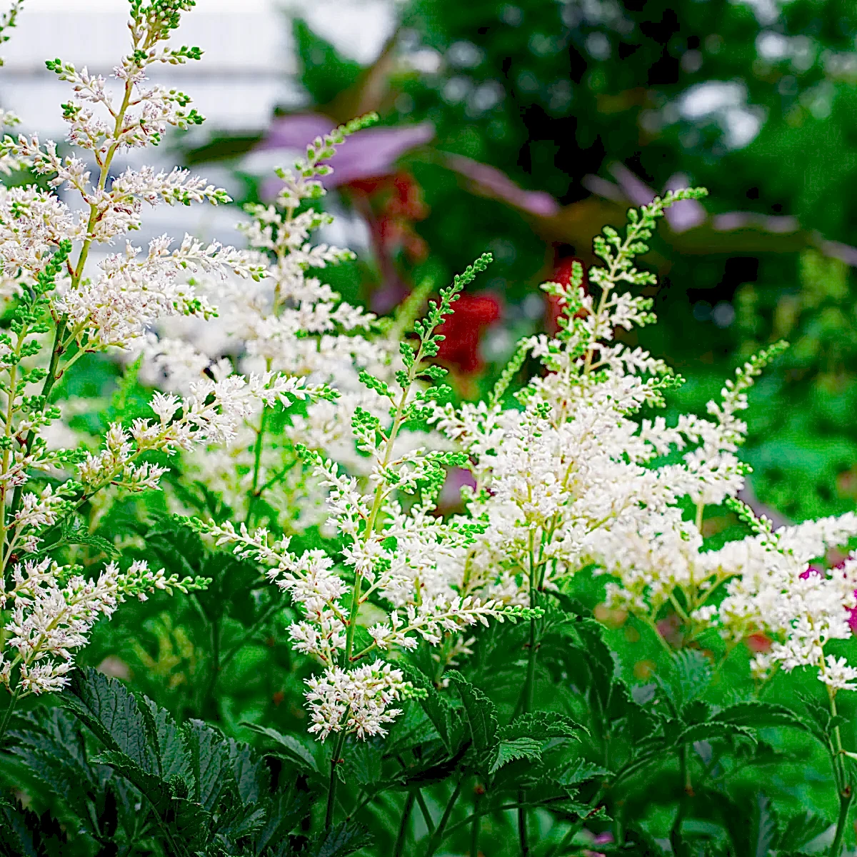 Deutschland Astilbe