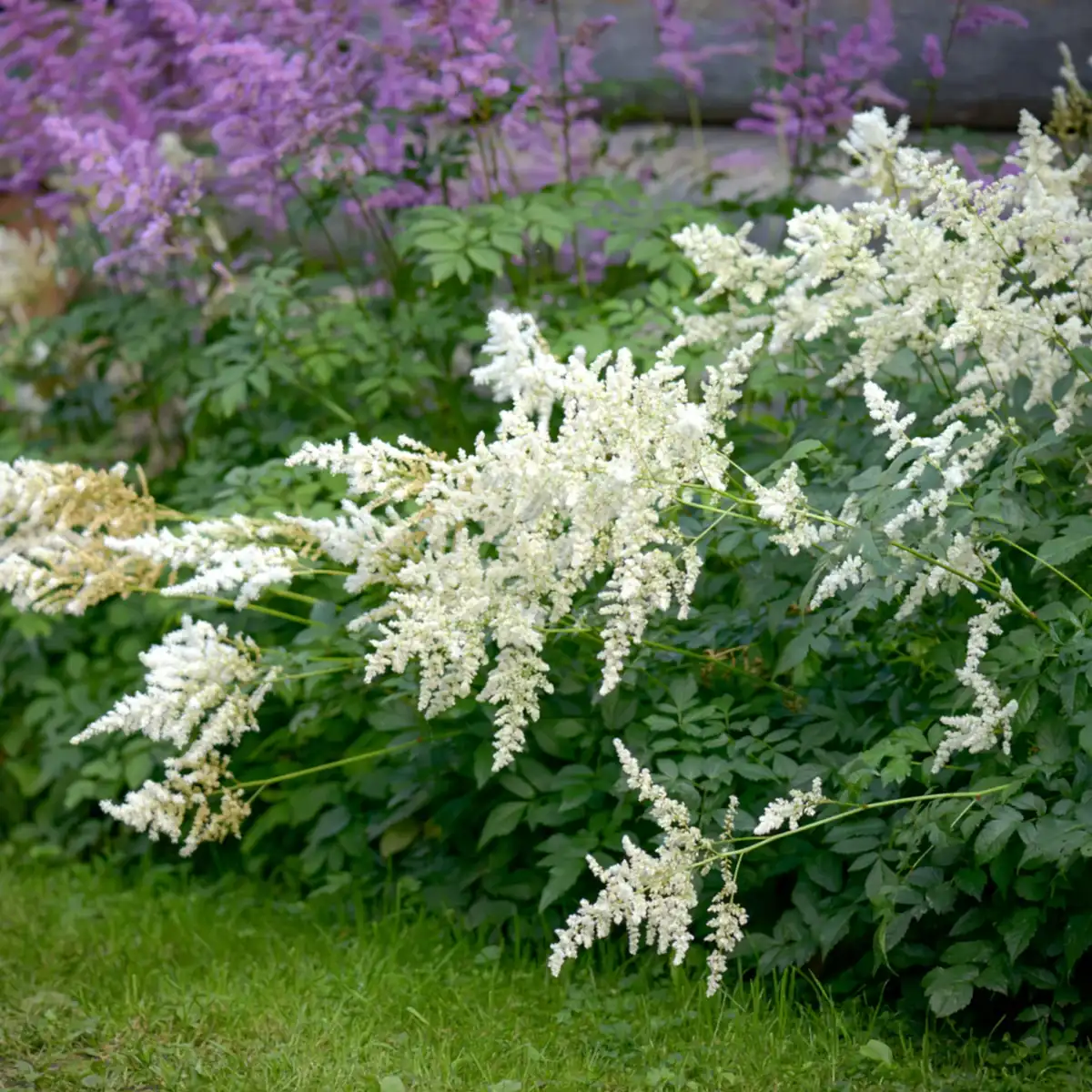 Deutschland Astilbe