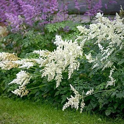 Deutschland Astilbe