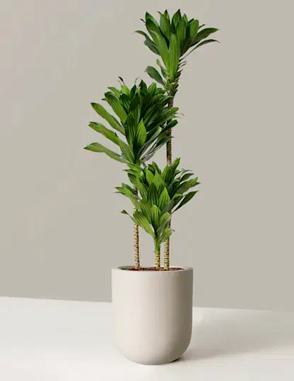 Large Dracaena Compacta Cane