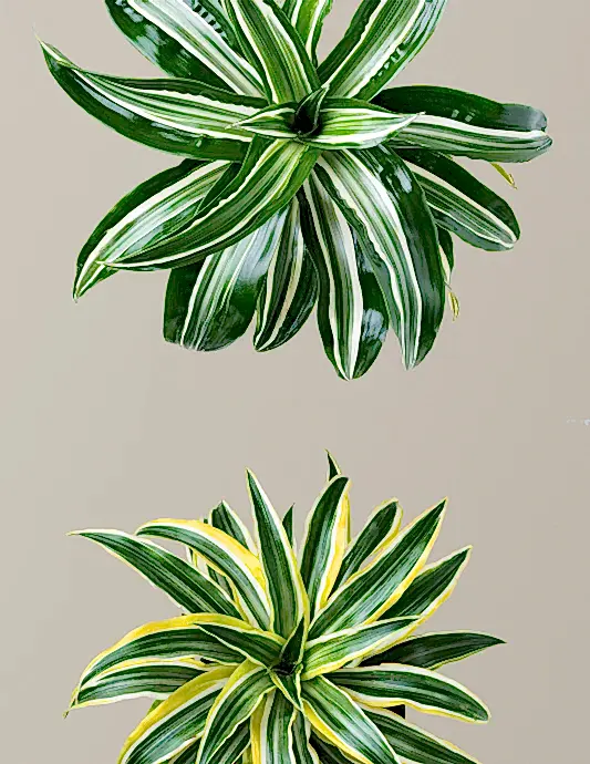 Decorative Dracaena Duo