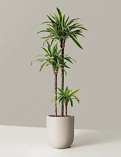 Large Dracaena Lemon Lime