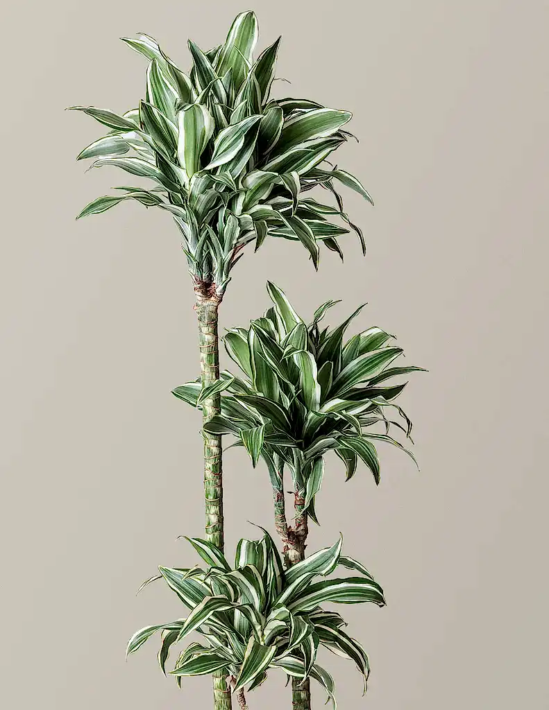 Large Dracaena Warneckii White Jewel