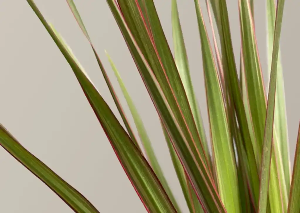 Dracaena
