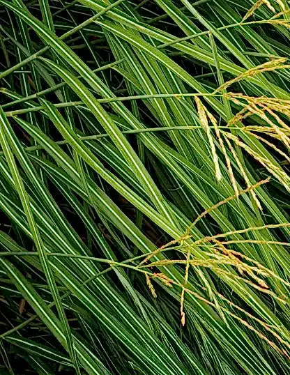 Dwarf Maiden Grass