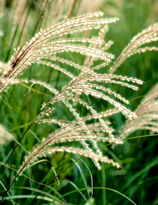 Dwarf Maiden Grass