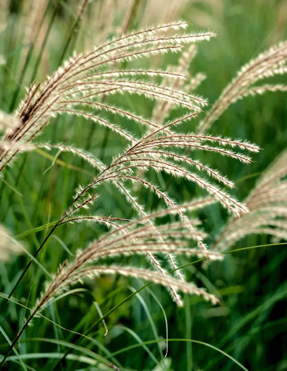 Dwarf Maiden Grass