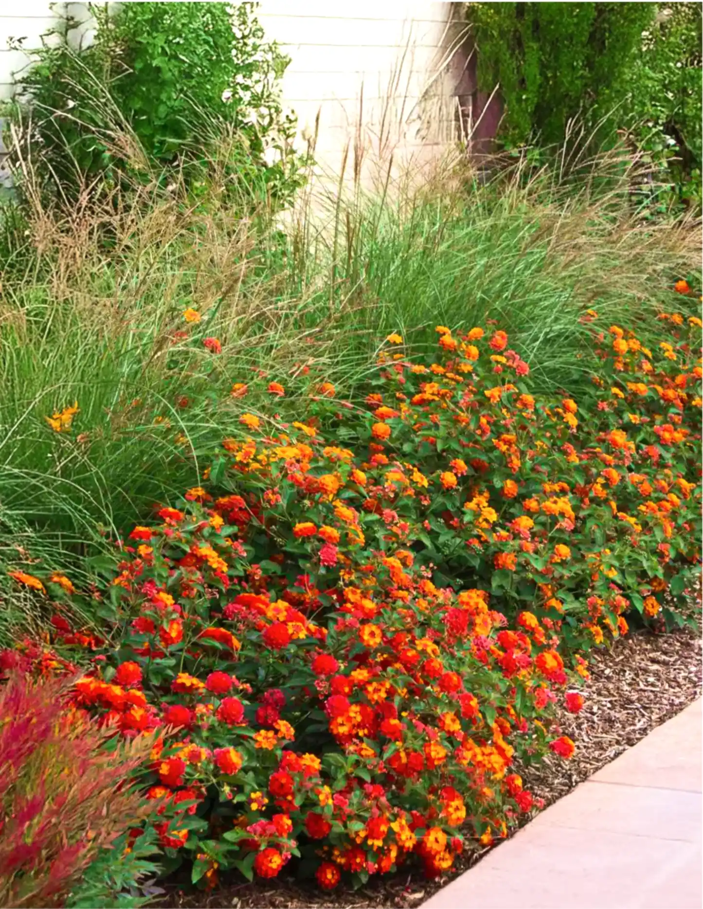 Dwarf Maiden Grass