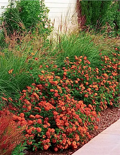 Dwarf Maiden Grass