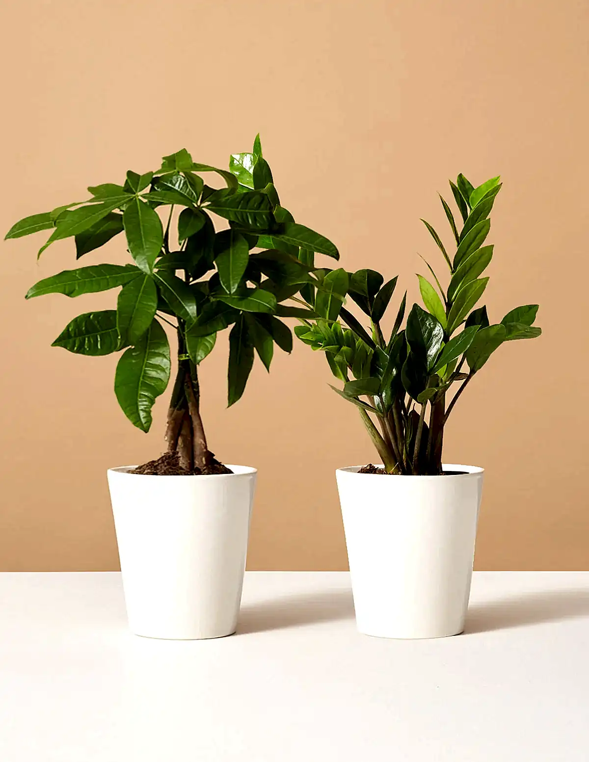 The Easy Care Duo