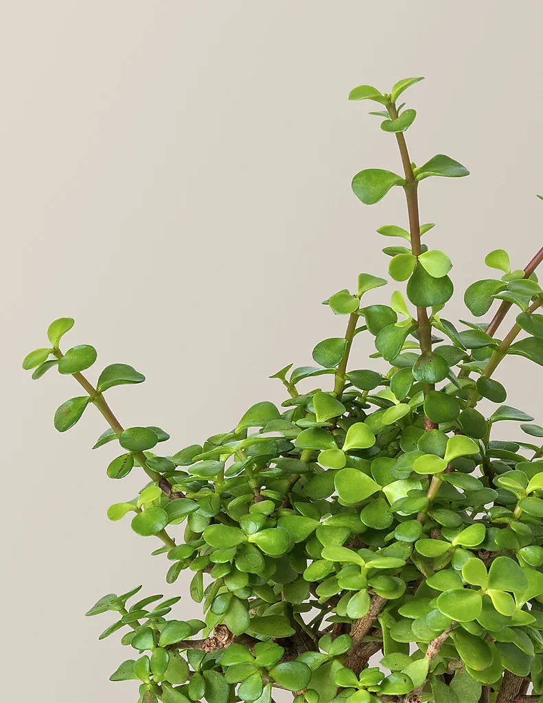 Elephant Bush Prosperity Plant