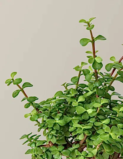 Elephant Bush Prosperity Plant