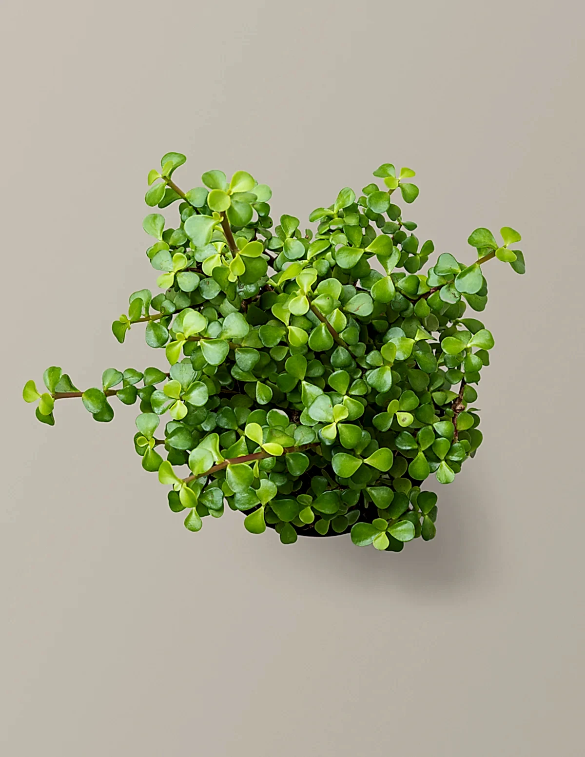 Elephant Bush Prosperity Plant