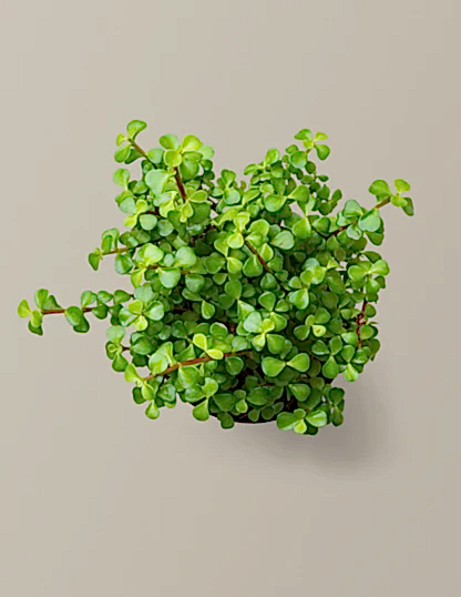 Elephant Bush Prosperity Plant