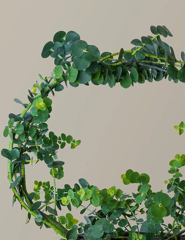 Eucalyptus Hoop