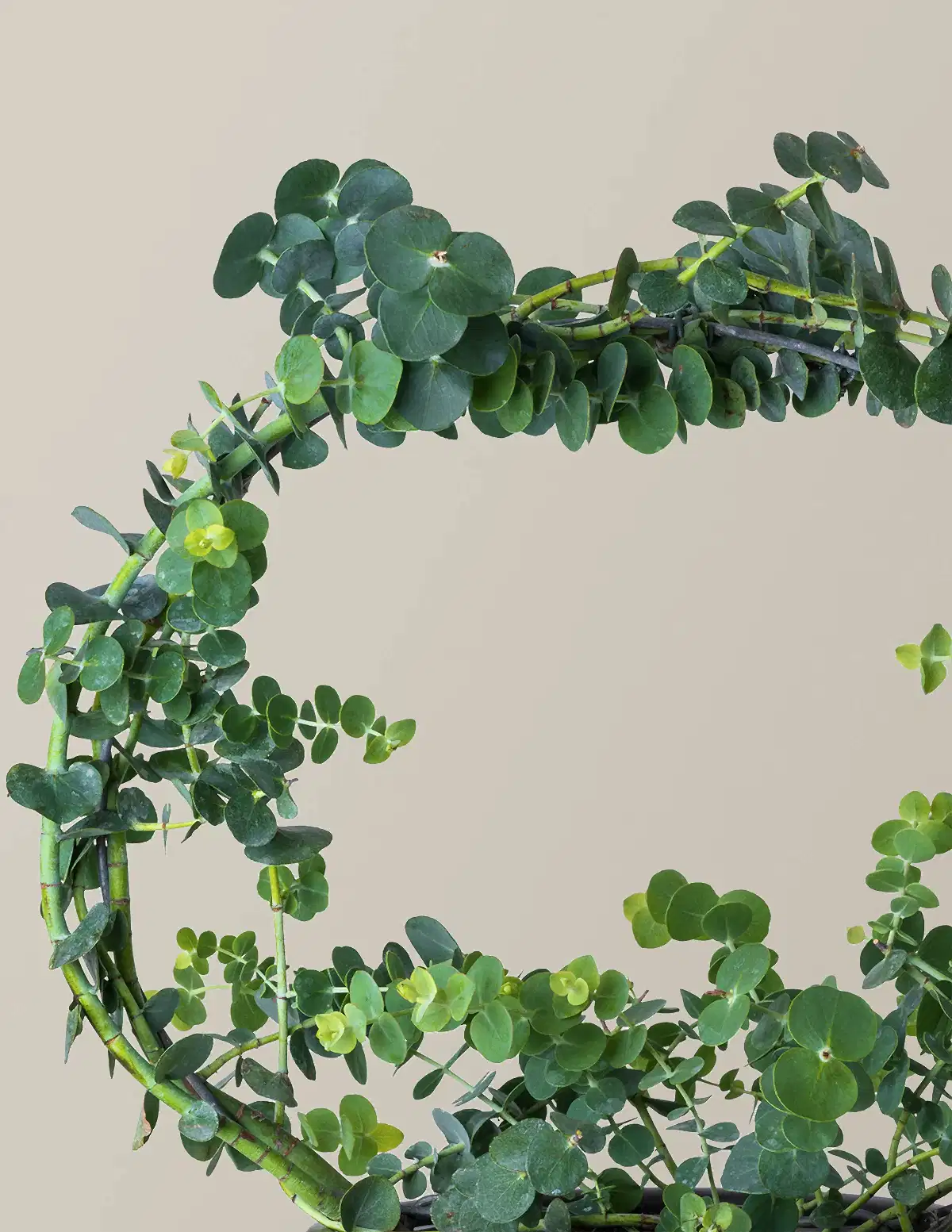 Potted Live Eucalyptus Hoop