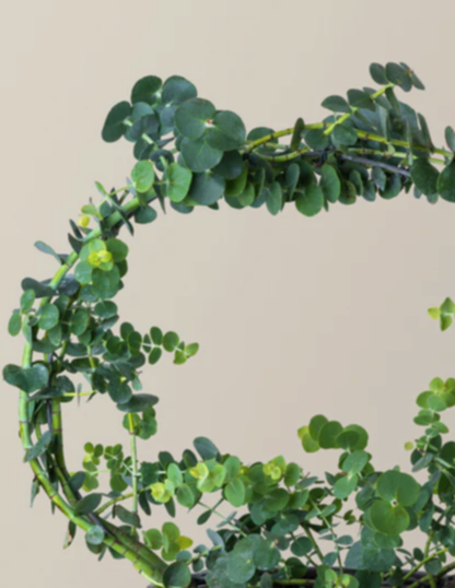 Potted Live Eucalyptus Hoop