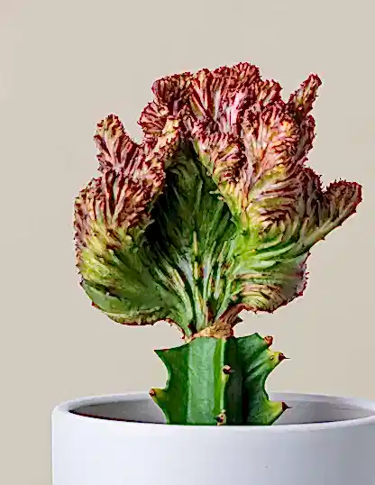 Mermaid Tail Cactus