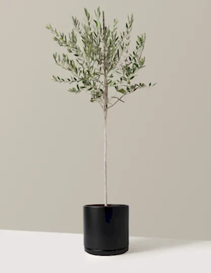 Olive Tree