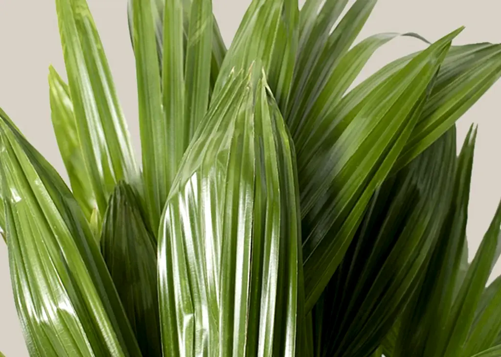 Chinese Fan Palm