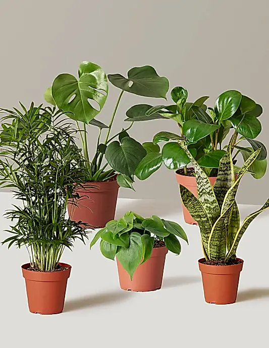 The Favorite 5 Bundle