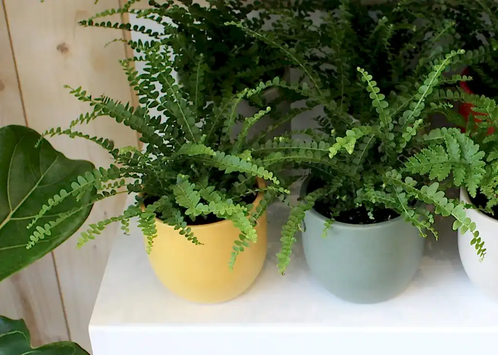 Fern