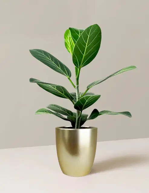 Ficus Audrey Bush