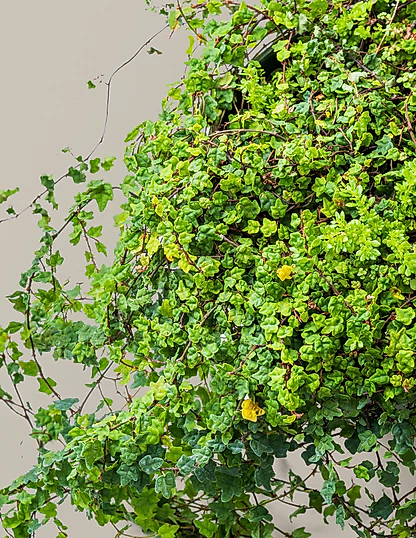 String of Frogs