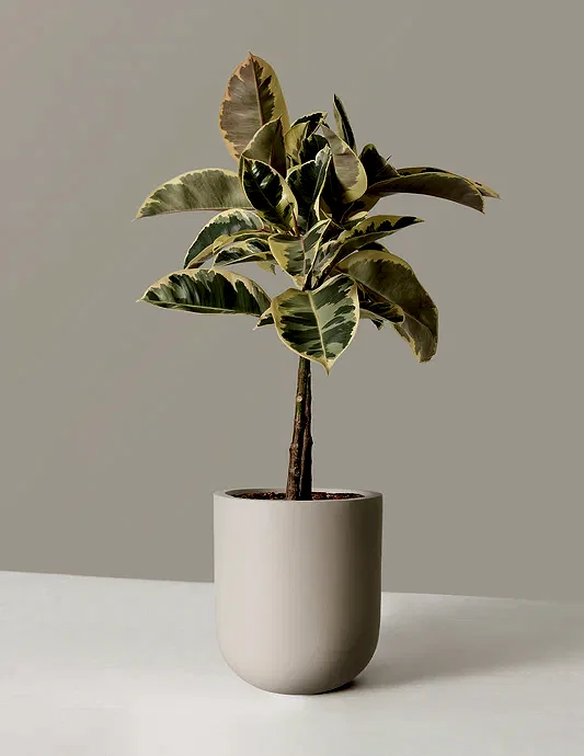 Large Ficus Tineke Tree