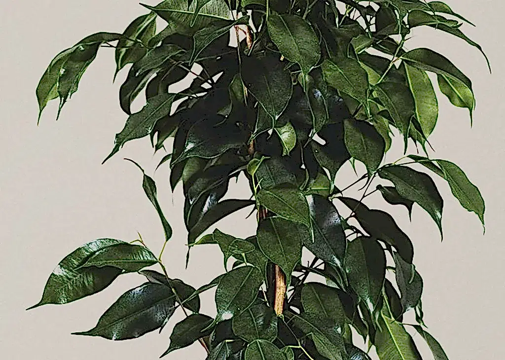 Ficus