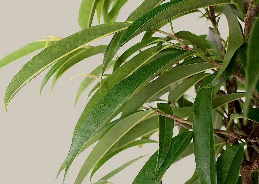 Large Ficus Alii