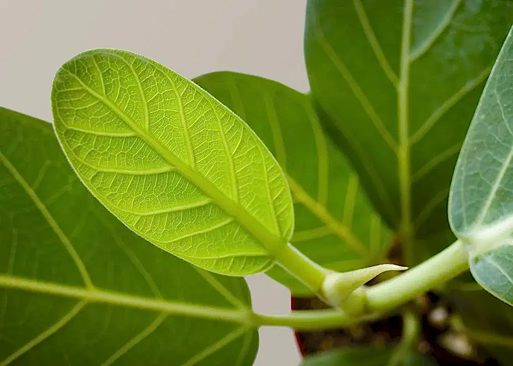 Ficus Audrey