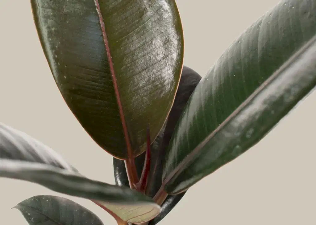 Ficus Burgundy