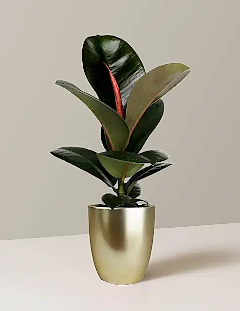 Ficus Chloe