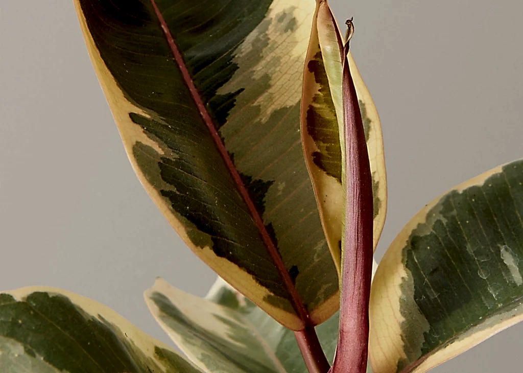 Ficus Tineke