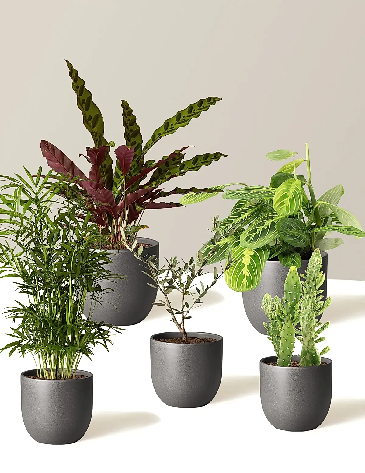 Pet-Friendly Plant Parent Set