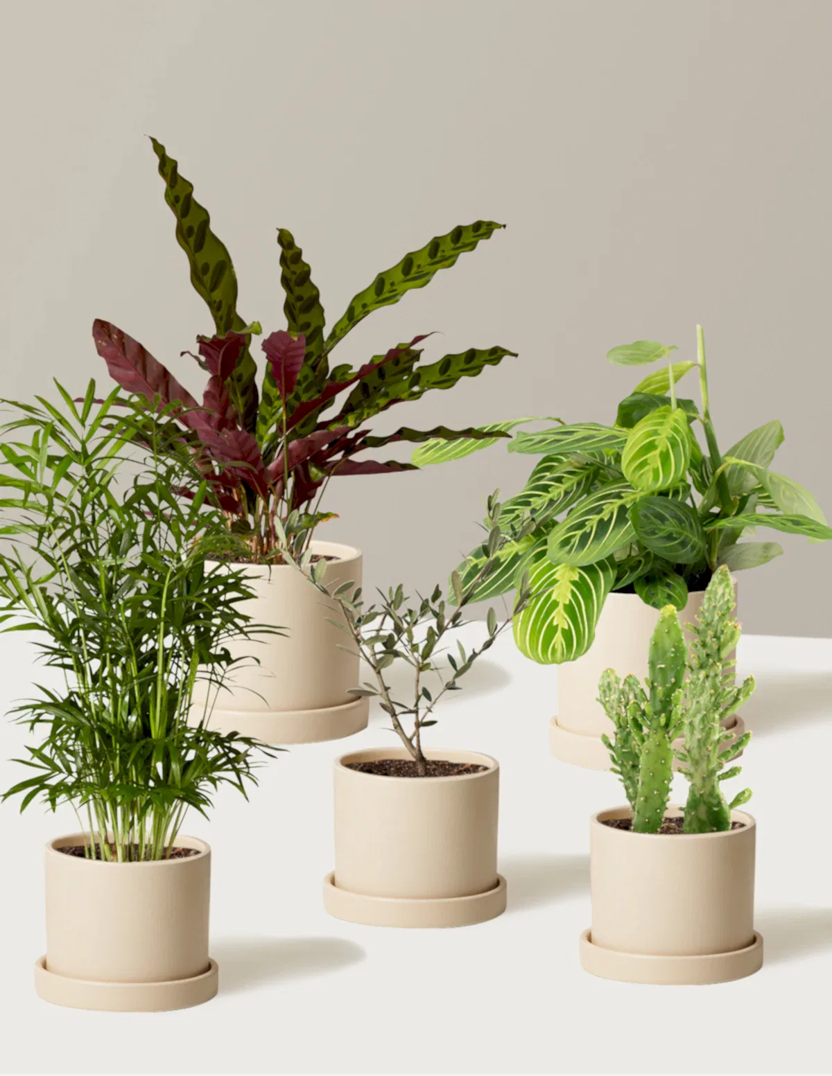 Pet-Friendly Plant Parent Set