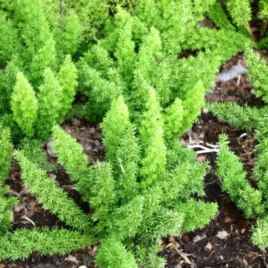 Foxtail Fern