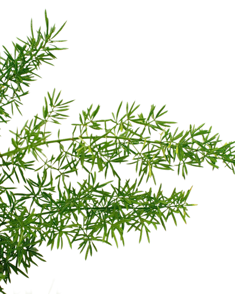 Foxtail Fern