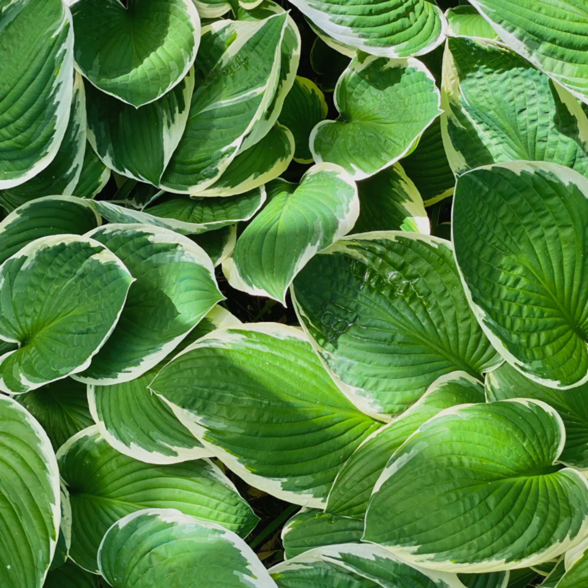 Francee Hosta