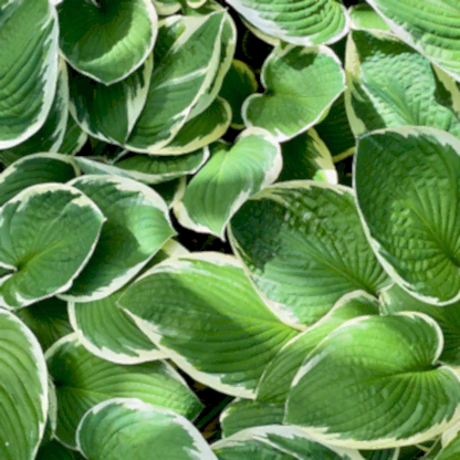 Francee Hosta