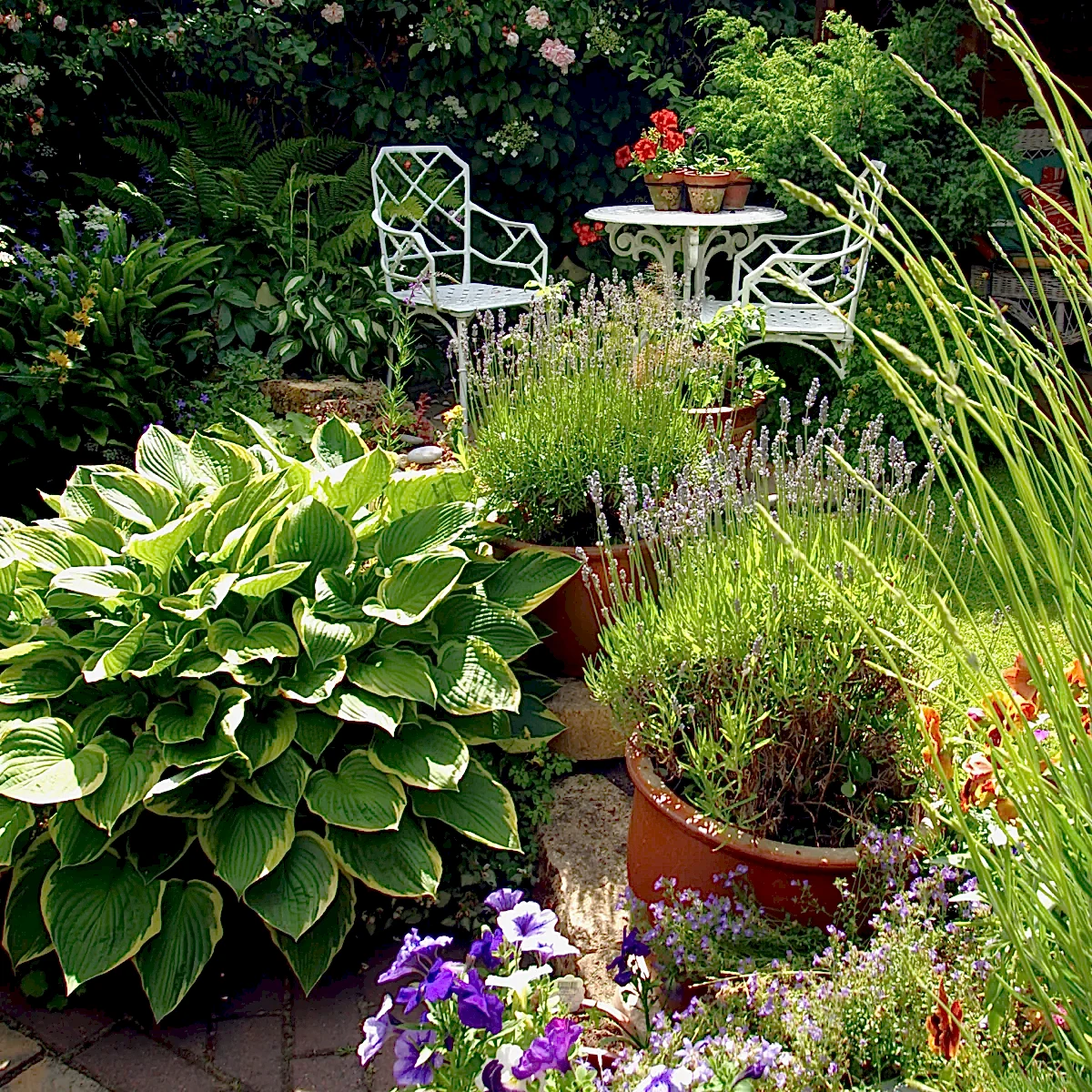 Francee Hosta