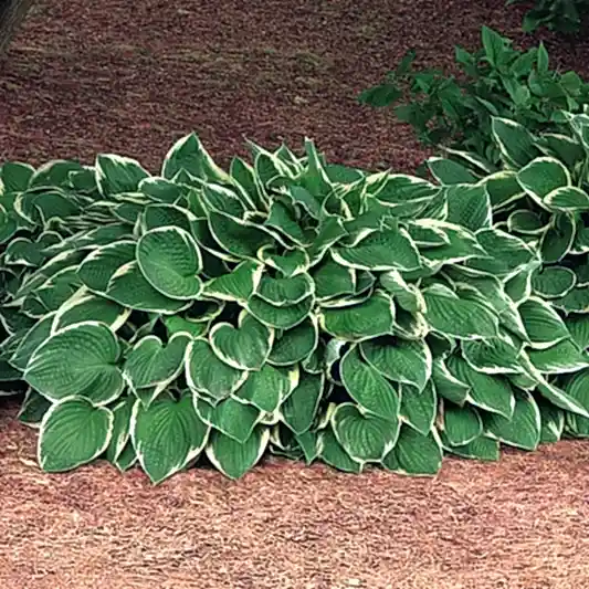 Francee Hosta