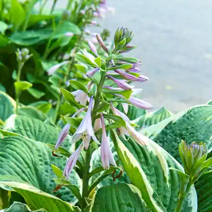 Francee Hosta