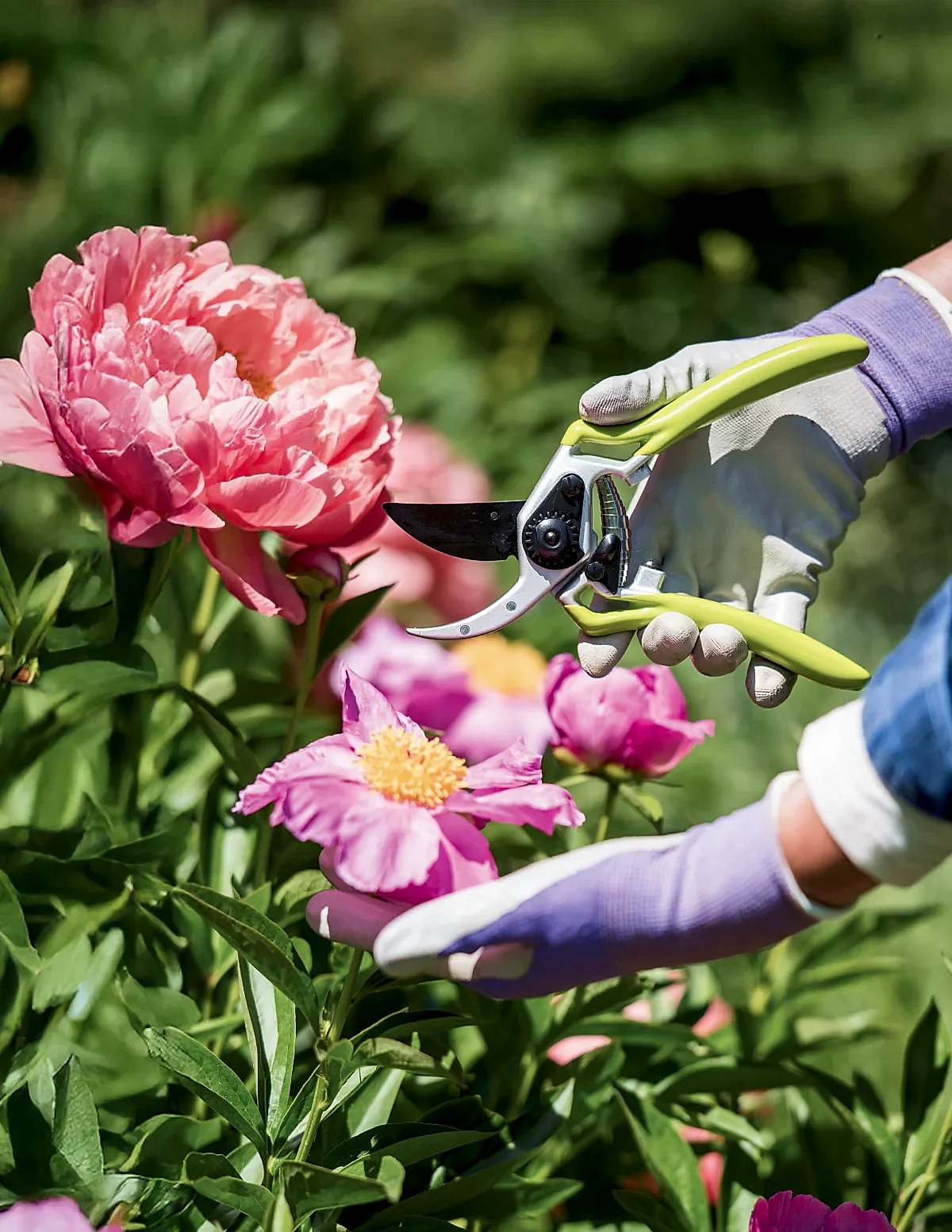 Gardener's Pro Pruner