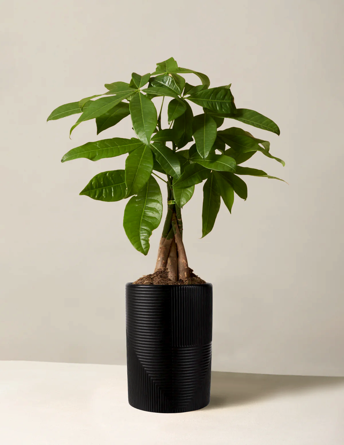 Money Tree Plant