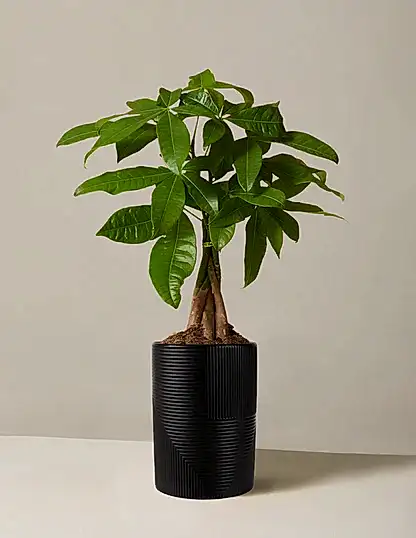 Money Tree Plant
